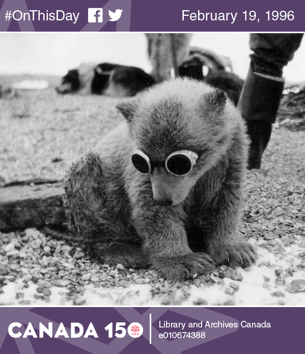 Photo of a polar bear wearing glasses in a camp on Southampton Island, Nunavut, Canada, 1942-1944.