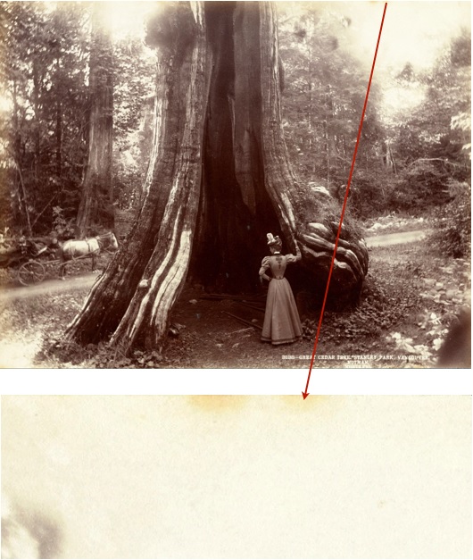 An image of a very large tree with a hole, with a woman looking into the hole. A horse and cart are in the background. This photograph exhibits scattered staining along the edge. A close-up of yellow staining along the edge.