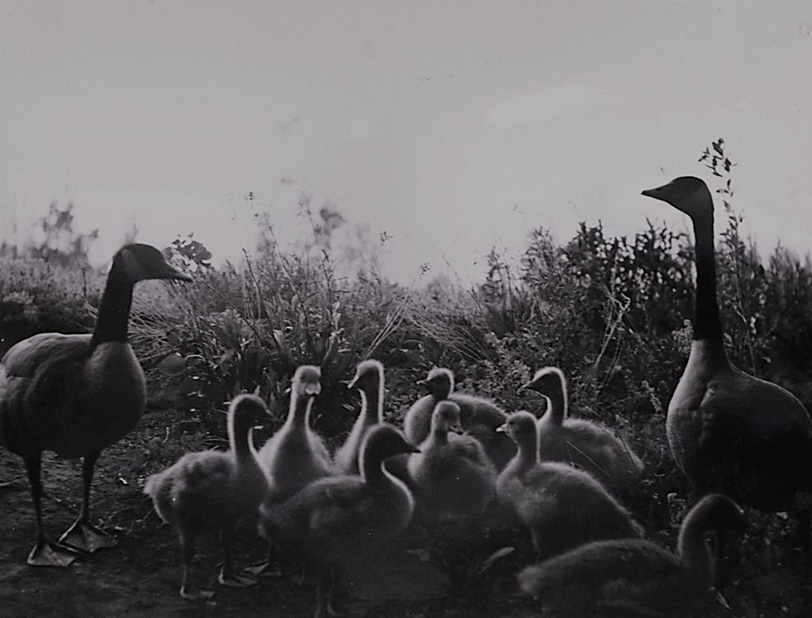 Black and white photo of a marshland with a goose on the right, a duck on the left and 9 ducklings in the middle