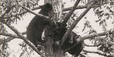 Black and white photo of a daytime scene showing a close-up seen from below of 4 bear cubs (1 on top, 2 in the middle and 1 at the bottom) climbing a sparse deciduous tree