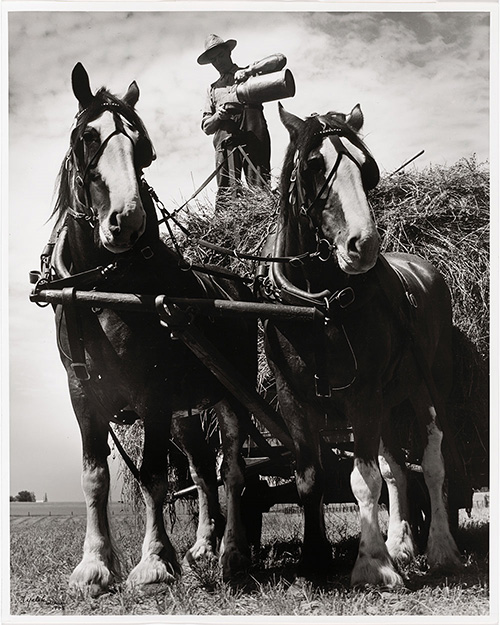 Farmer with horses and wagon, 1948.