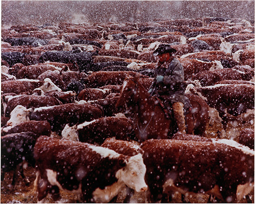 Rassemblement de bétail à Turner Valley (Alberta), 1972