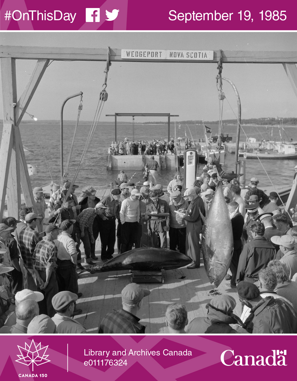 Photo of a 977 pound tuna being weighed in Nova Scotia, 1956