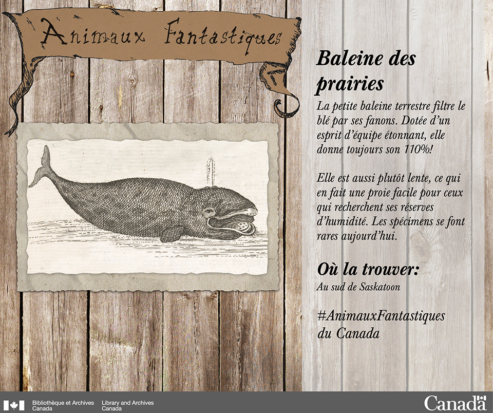 Baleine des prairies: Dessin au crayon en noir et blanc d’une baleine crachant de l’eau par son évent.