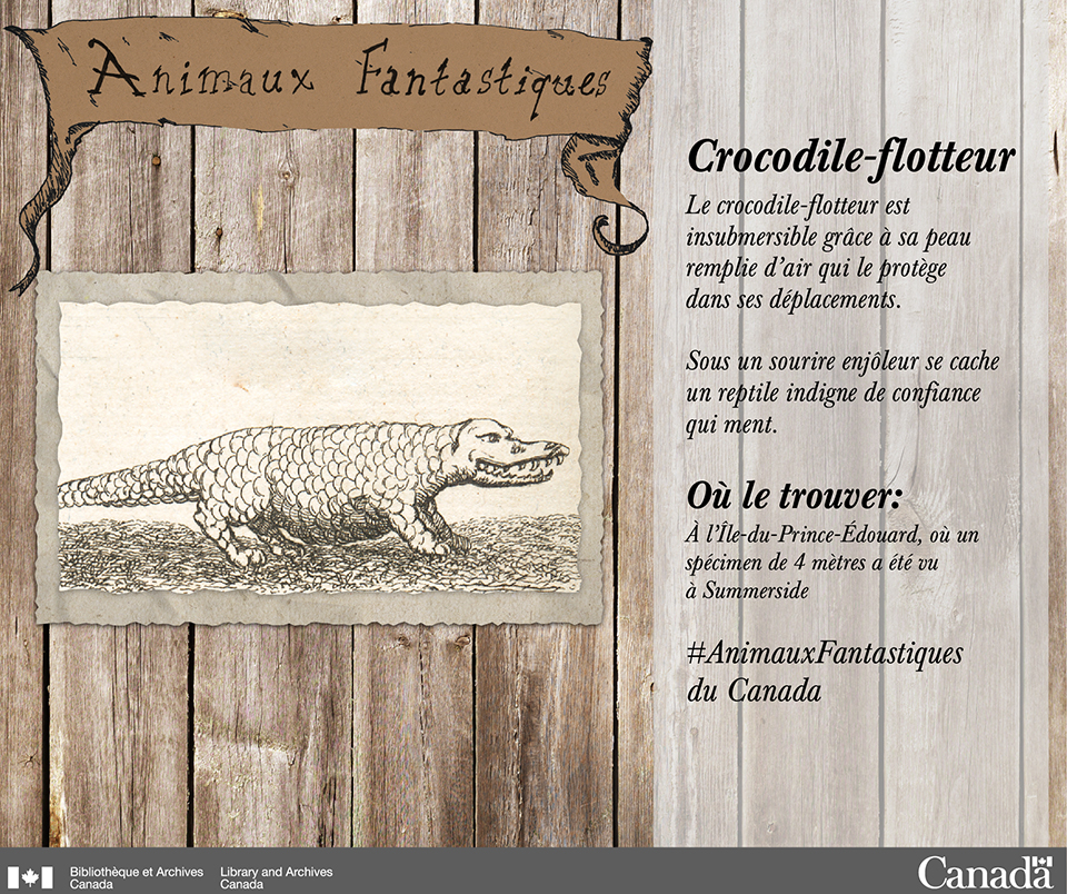 Crocodile-flotteur : Dessin au crayon en noir et blanc d’un crocodile qui sourit et regarde vers la droite.